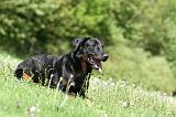 BEAUCERON 889